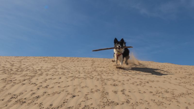 How Do I Know if My Dog Has High Energy?