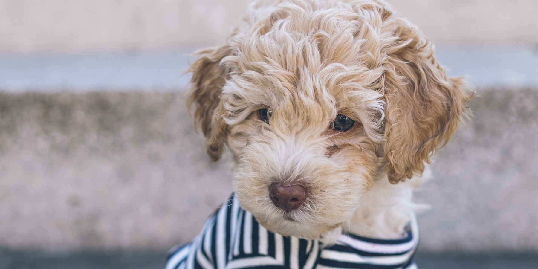 Choosing the Right Elevated Dog Bed